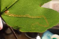 Stigmella aceris