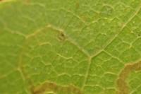 Stigmella aceris