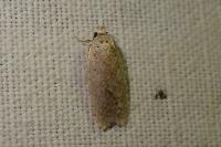 Agonopterix