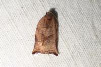 Archips podana