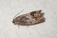 Cydia splendana