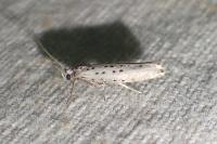 Yponomeuta sedella