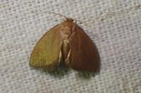 Heterogenea asella