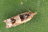 Crocidosema plebejana