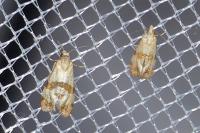 Phalonidia contractana