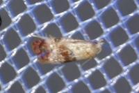 Cochylis