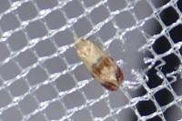 Cochylis