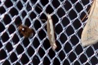 Plutella xylostella