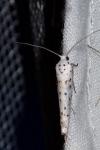 Yponomeuta