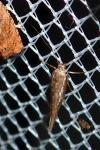 Scythris