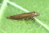 Scythris fuscoaenea