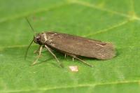 Scythris flavilaterella