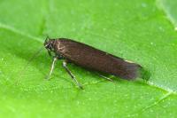 Scythris subcinctella