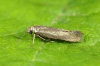 Scythris terrenella