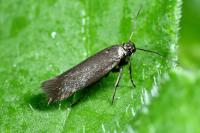 Scythris clavella