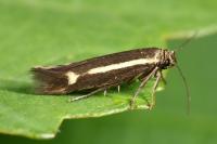 Scythris knochella