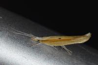 Ypsolopha nemorella