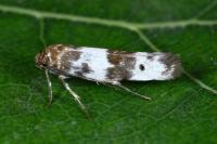 Enolmis acanthella