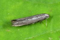 Scythris dissimilella
