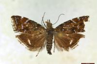 Prochoreutis stellaris