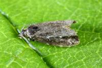 Prochoreutis holotoxa