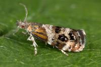 Tebenna micalis