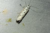 Ethmia terminella