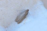 Acompsia cinerella
