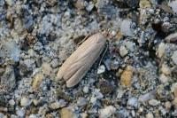 Acompsia cinerella