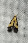 Brachmia dimidiella