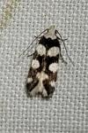 Pseudotelphusa tessella