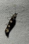 Scythris scopolella