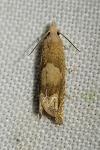 Eucosma conterminana