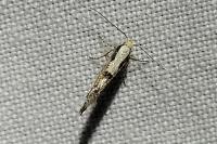 Argyresthia gr. pruniella