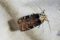 Agonopterix liturosa