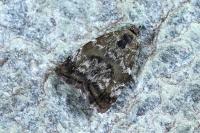 Choreutis diana