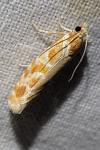 Rhyacionia pinicolana