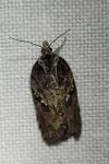 Acleris hastiana/cristana