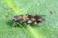Mompha miscella