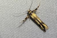 Stathmopoda pedella