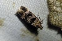 Mirificarma maculatella