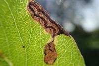 Stigmella minusculella