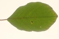 Bucculatrix frangutella