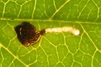 Bucculatrix frangutella