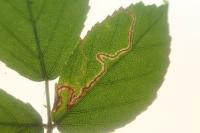 Stigmella aurella