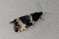 Argyroploce bipunctana
