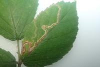 Stigmella aurella