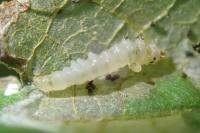 Parornix devoniella