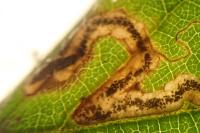 Stigmella aurella