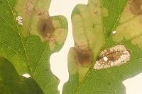 Tischeria ekebladella